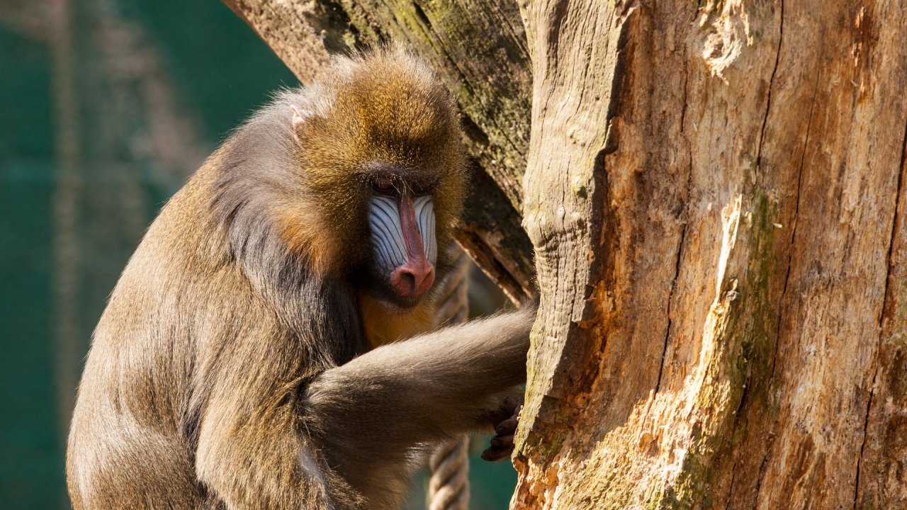 Zoo Duisburg-2017-027