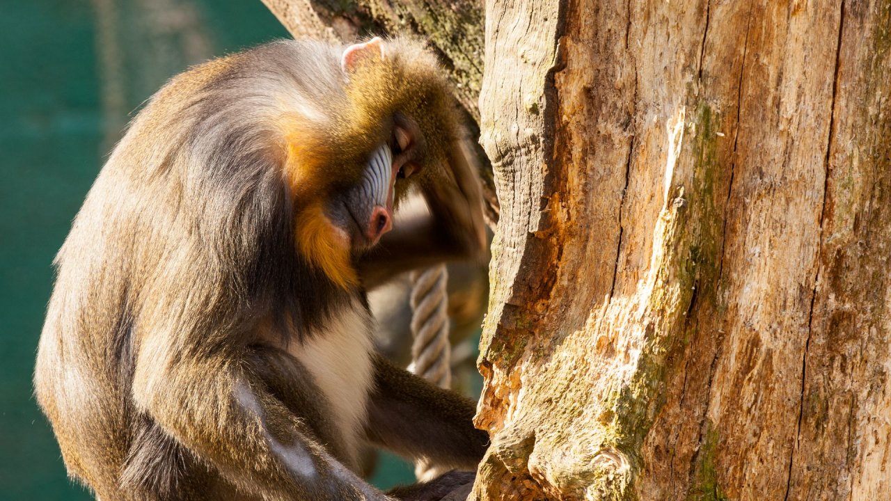 Zoo Duisburg-2017-028