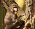 Zoo Duisburg-2017-029