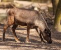 Zoo Duisburg-2017-040