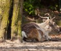Zoo Duisburg-2017-041