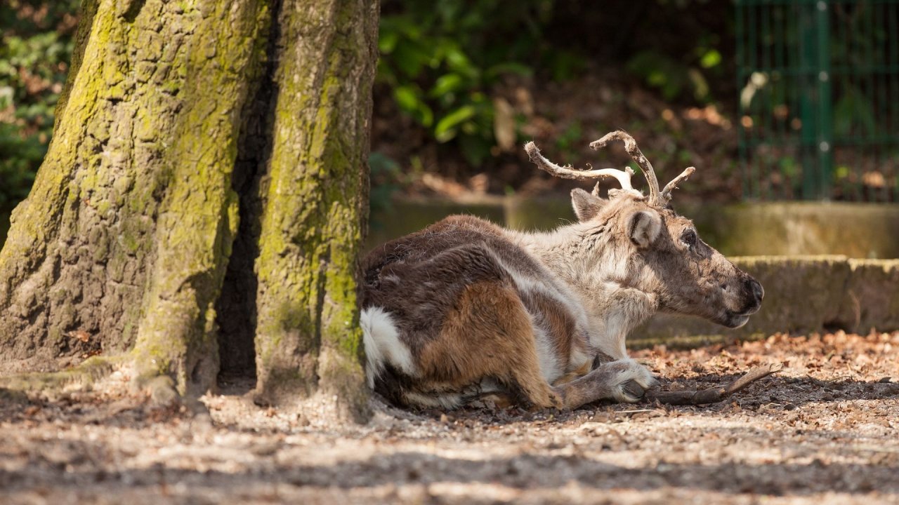 Zoo Duisburg-2017-041
