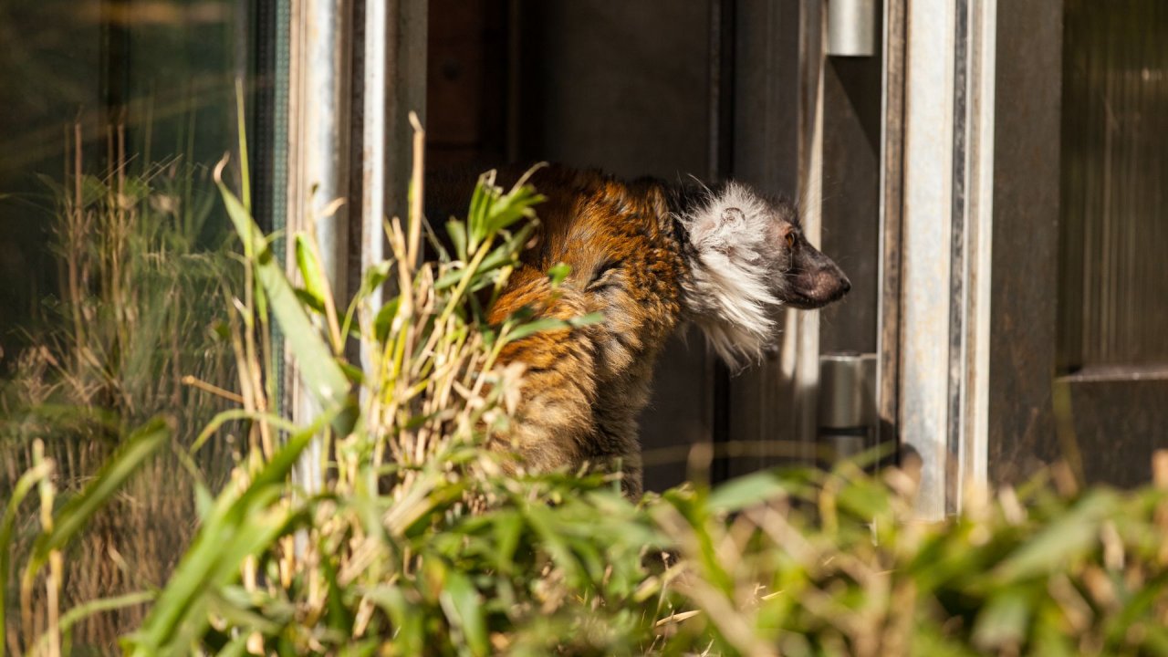 Zoo Duisburg-2017-061