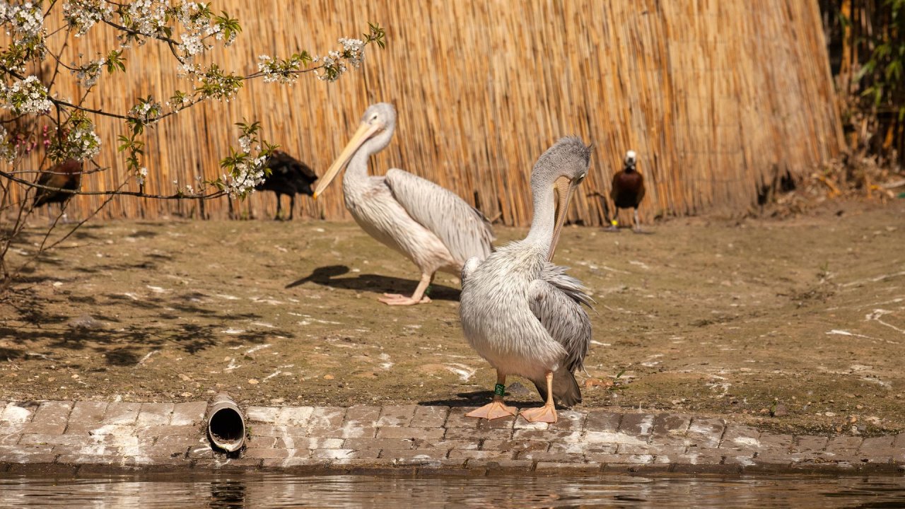 Zoo Duisburg-2017-066