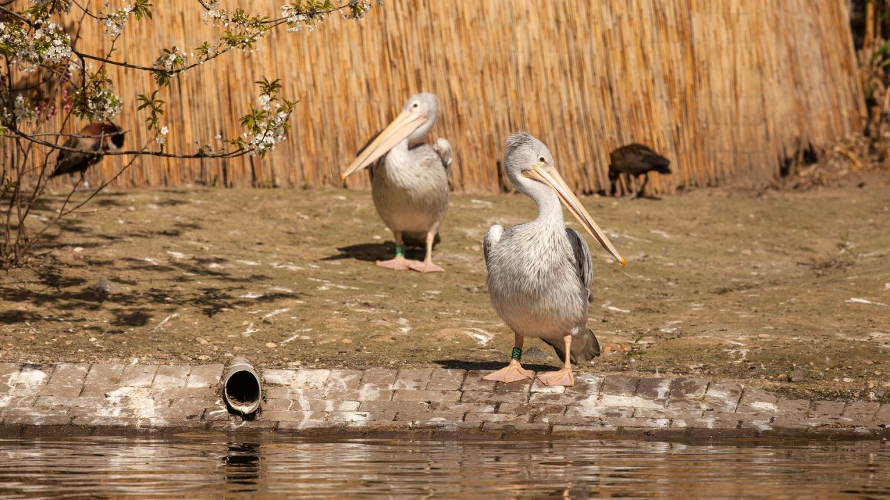 Zoo Duisburg-2017-067