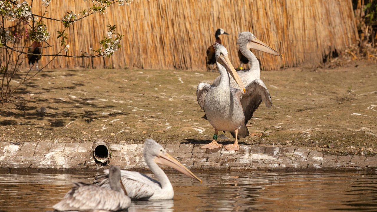 Zoo Duisburg-2017-068