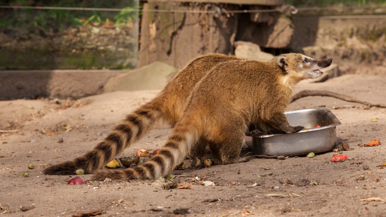 Zoo Duisburg-2017-074