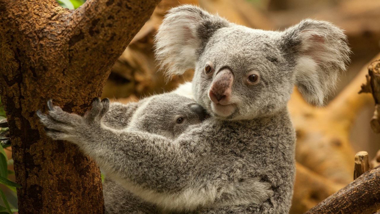 Zoo Duisburg-2017-081