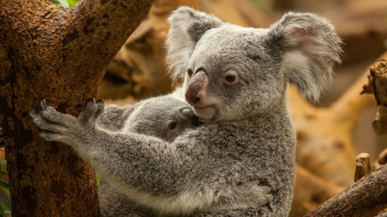 Zoo Duisburg-2017-082