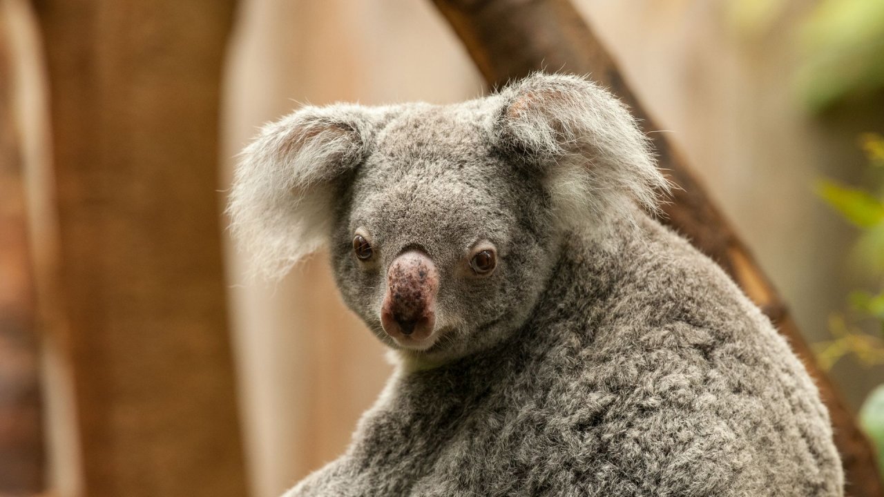Zoo Duisburg-2017-083