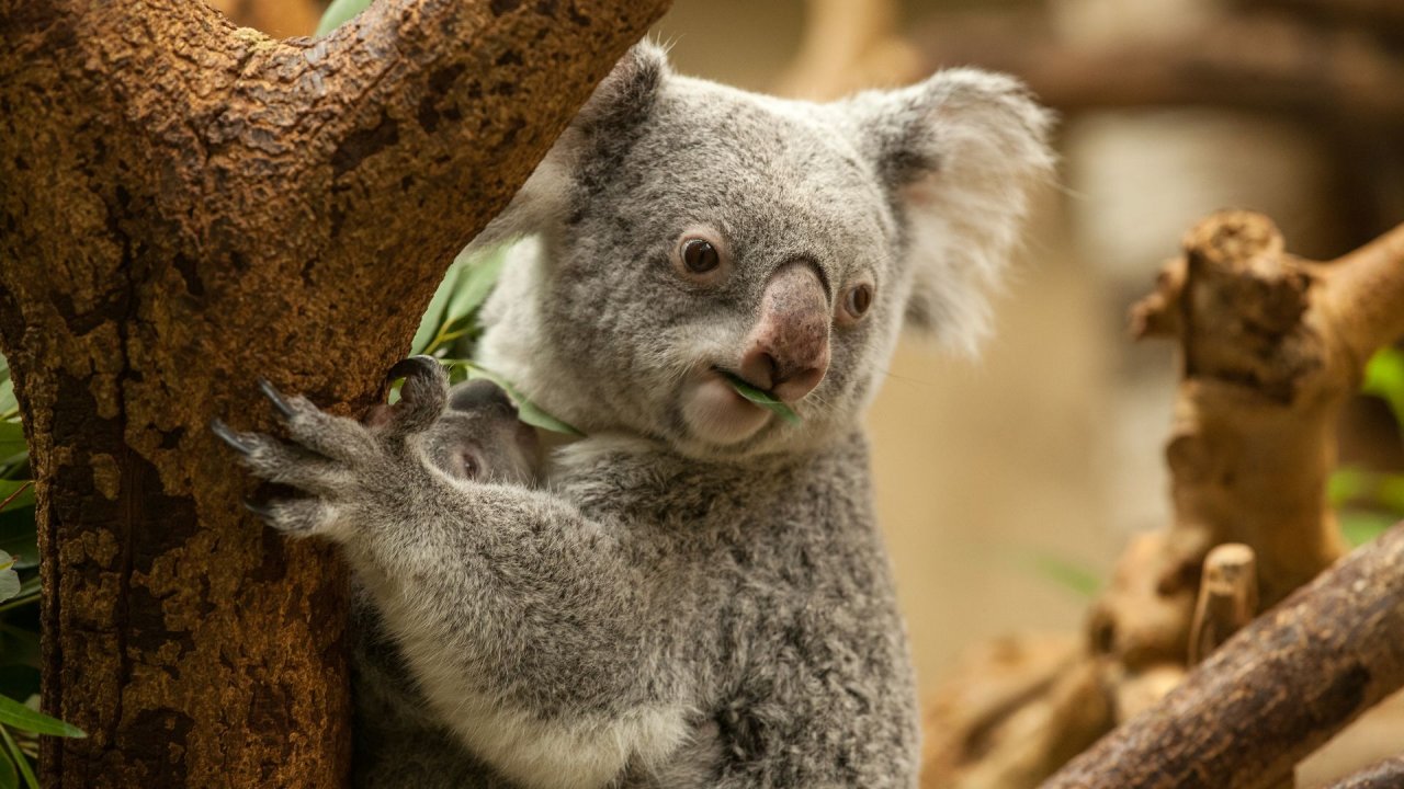 Zoo Duisburg-2017-084