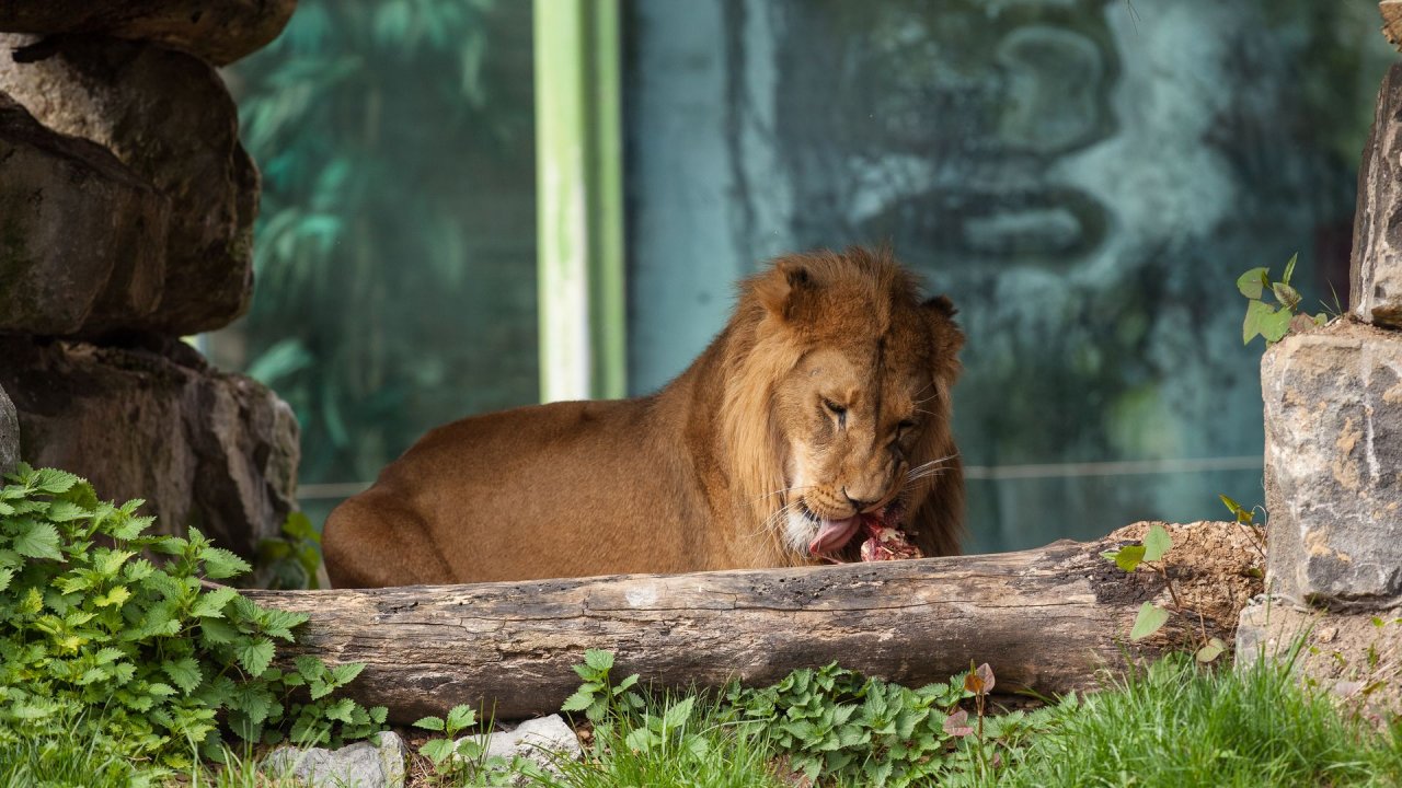 Zoo Duisburg-2017-090