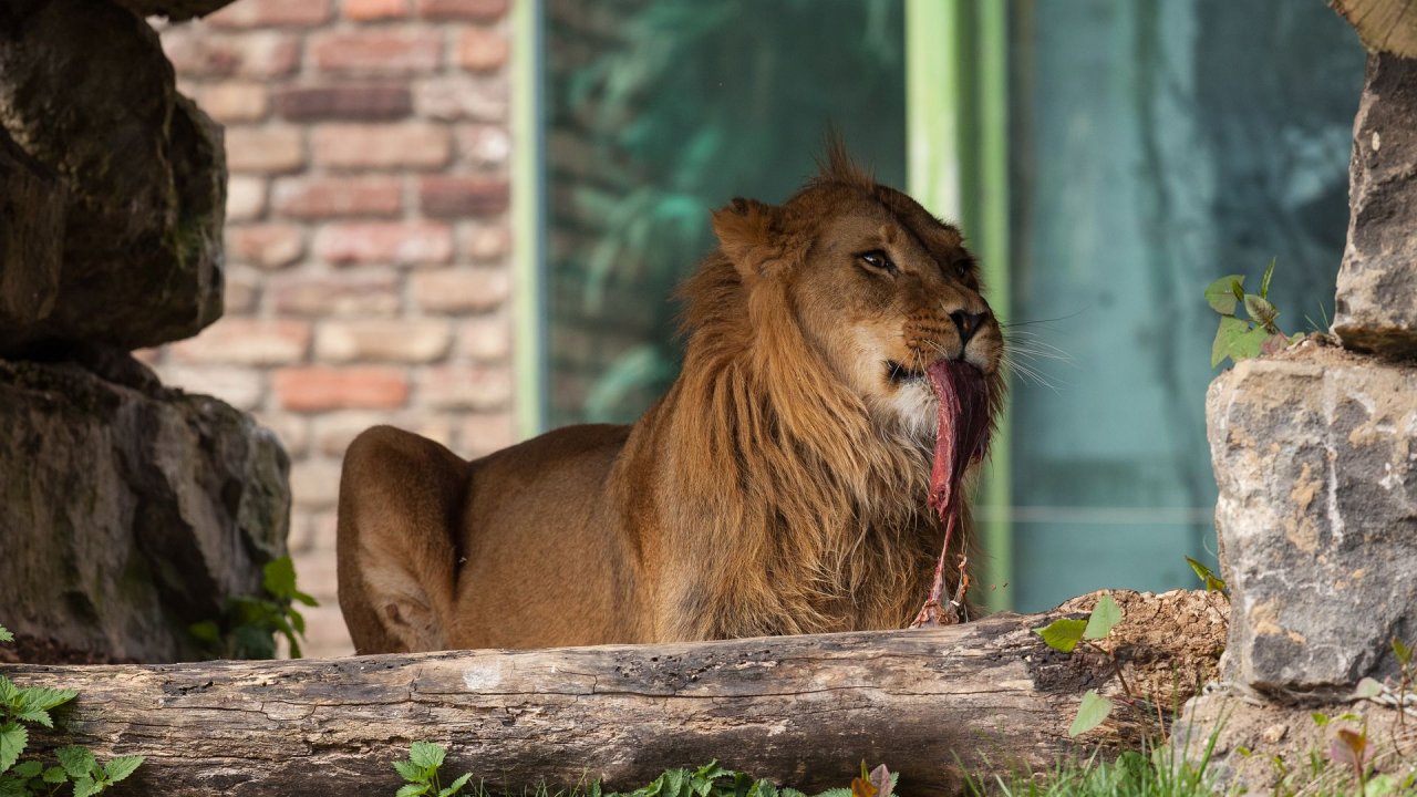 Zoo Duisburg-2017-091