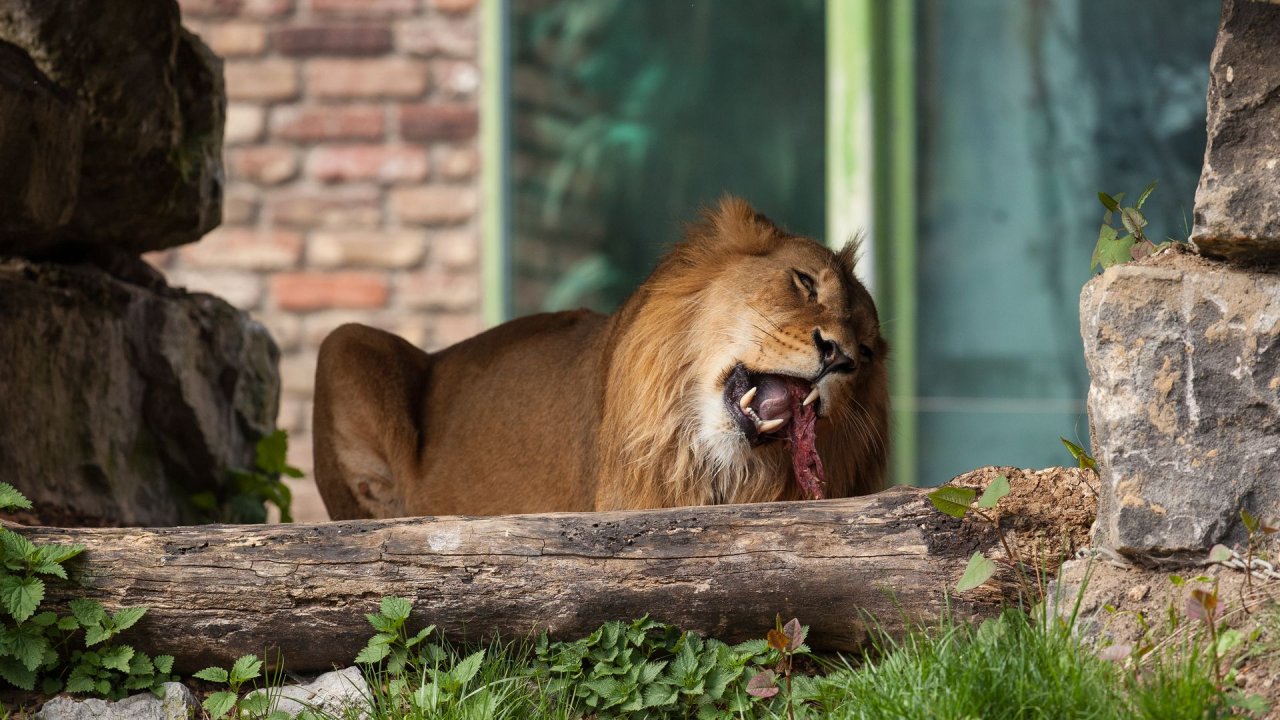 Zoo Duisburg-2017-092