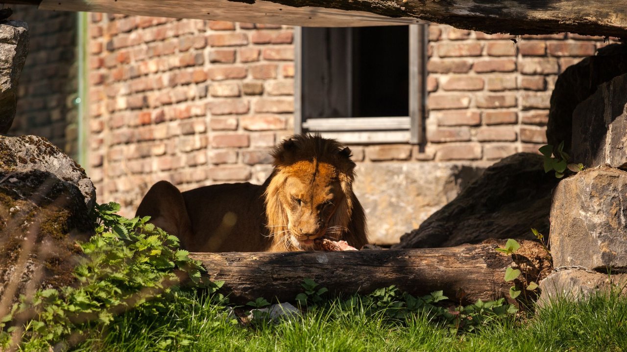 Zoo Duisburg-2017-093