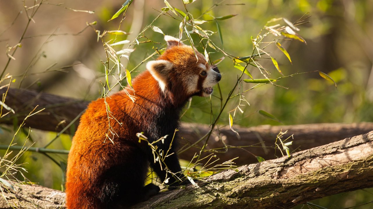 Zoo Duisburg-2017-094