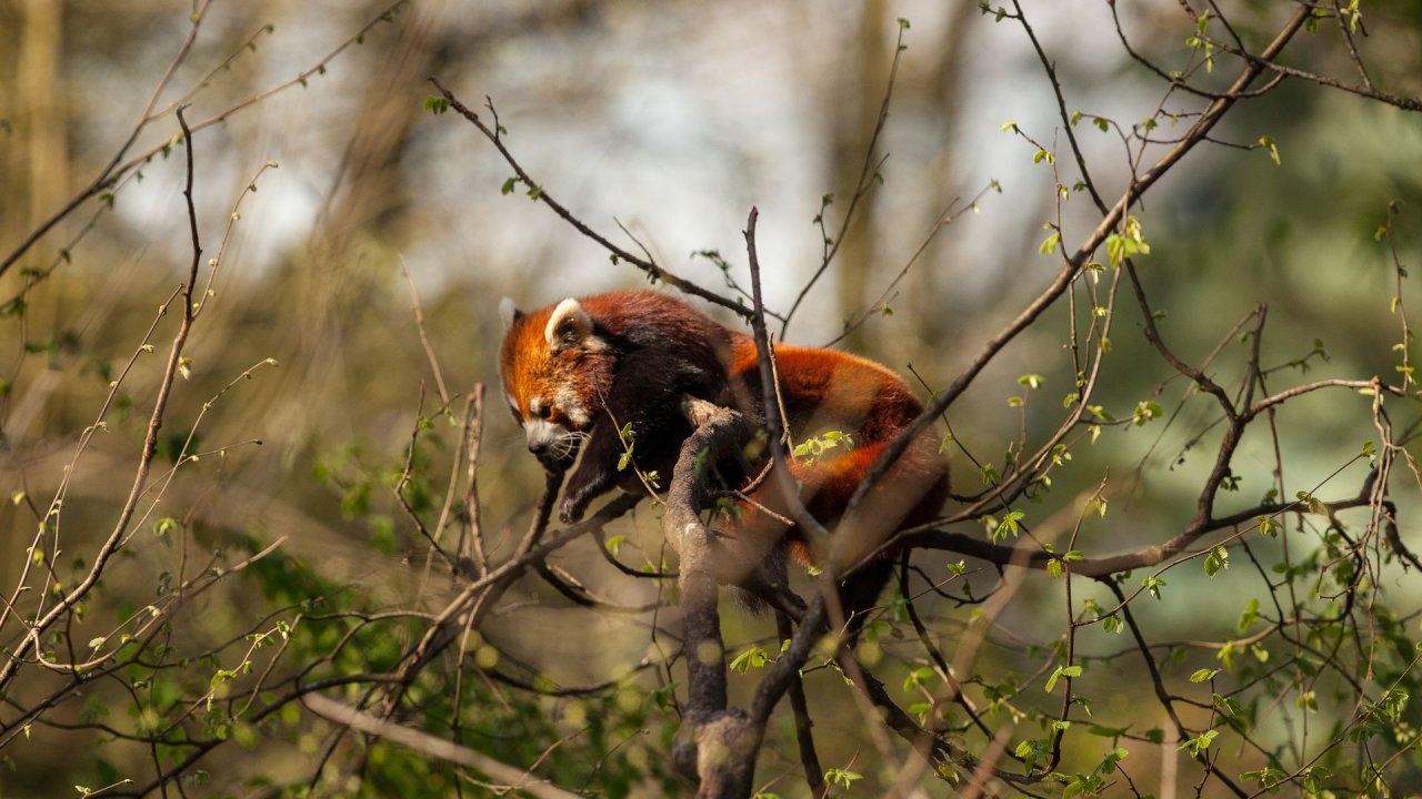 Zoo Duisburg-2017-100