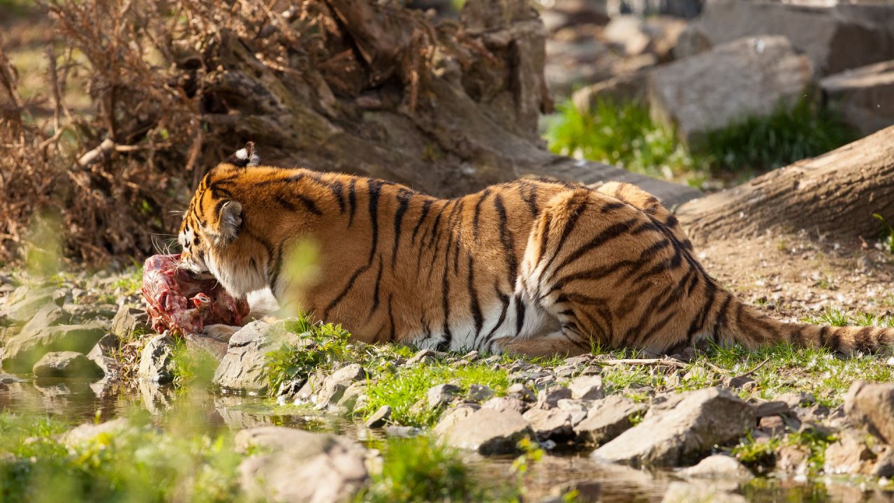 Zoo Duisburg-2017-102