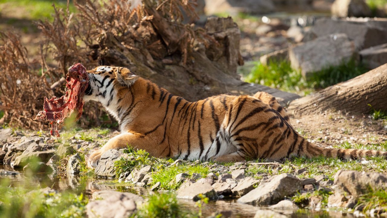 Zoo Duisburg-2017-104