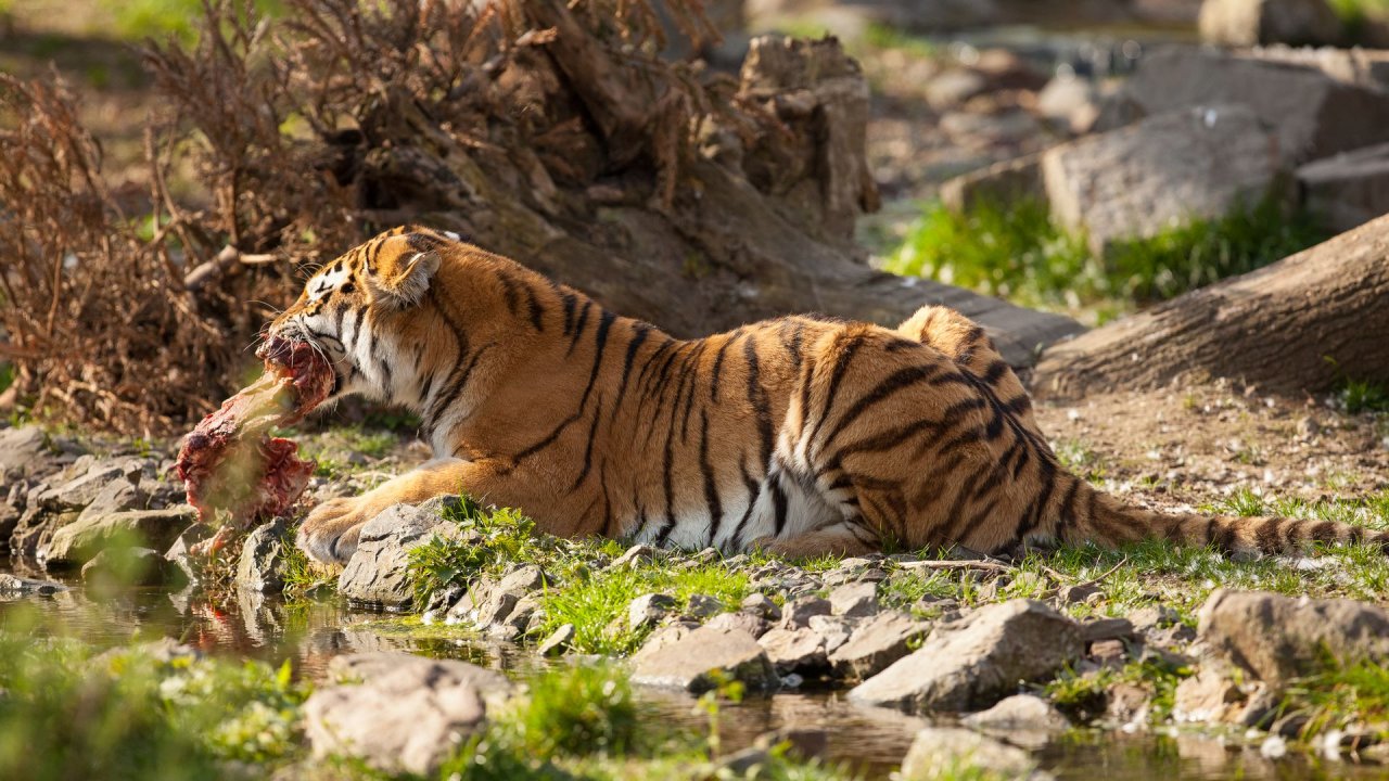 Zoo Duisburg-2017-105