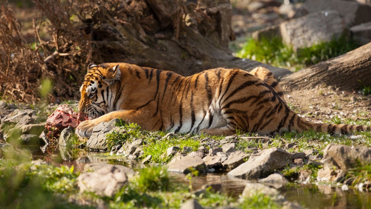 Zoo Duisburg-2017-106