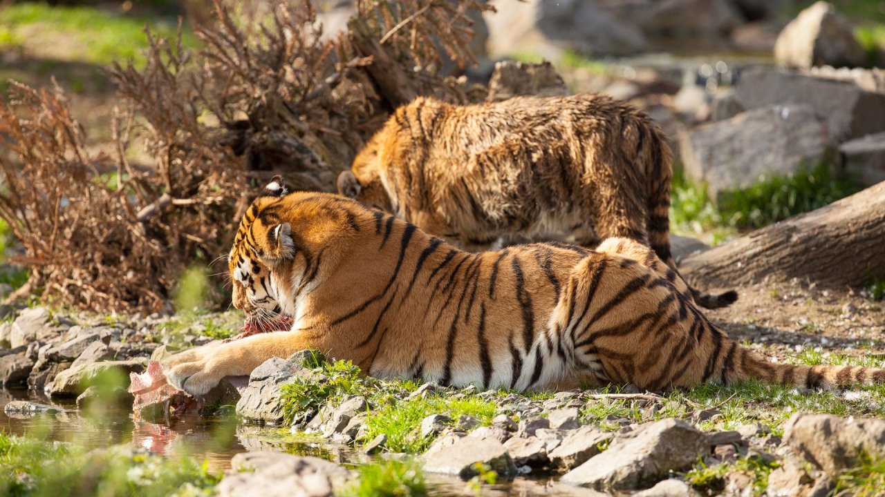 Zoo Duisburg-2017-107