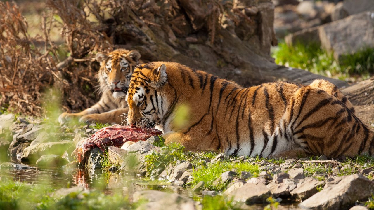 Zoo Duisburg-2017-108