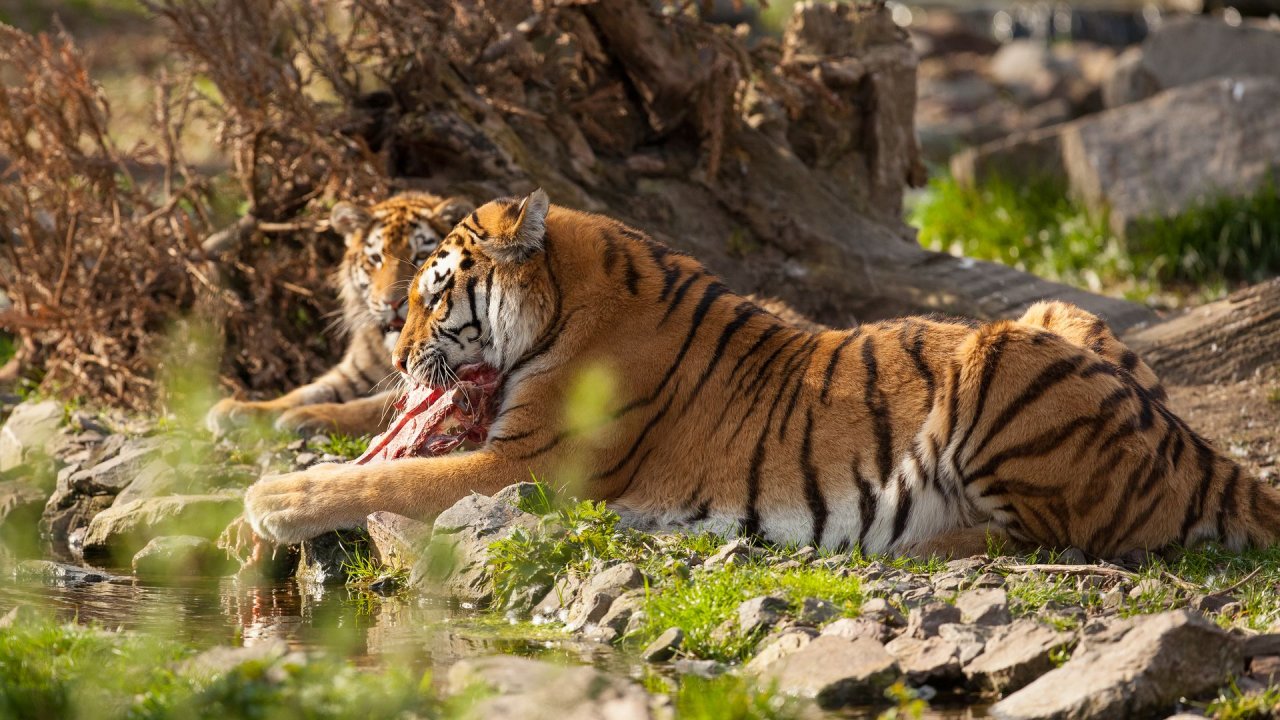 Zoo Duisburg-2017-109
