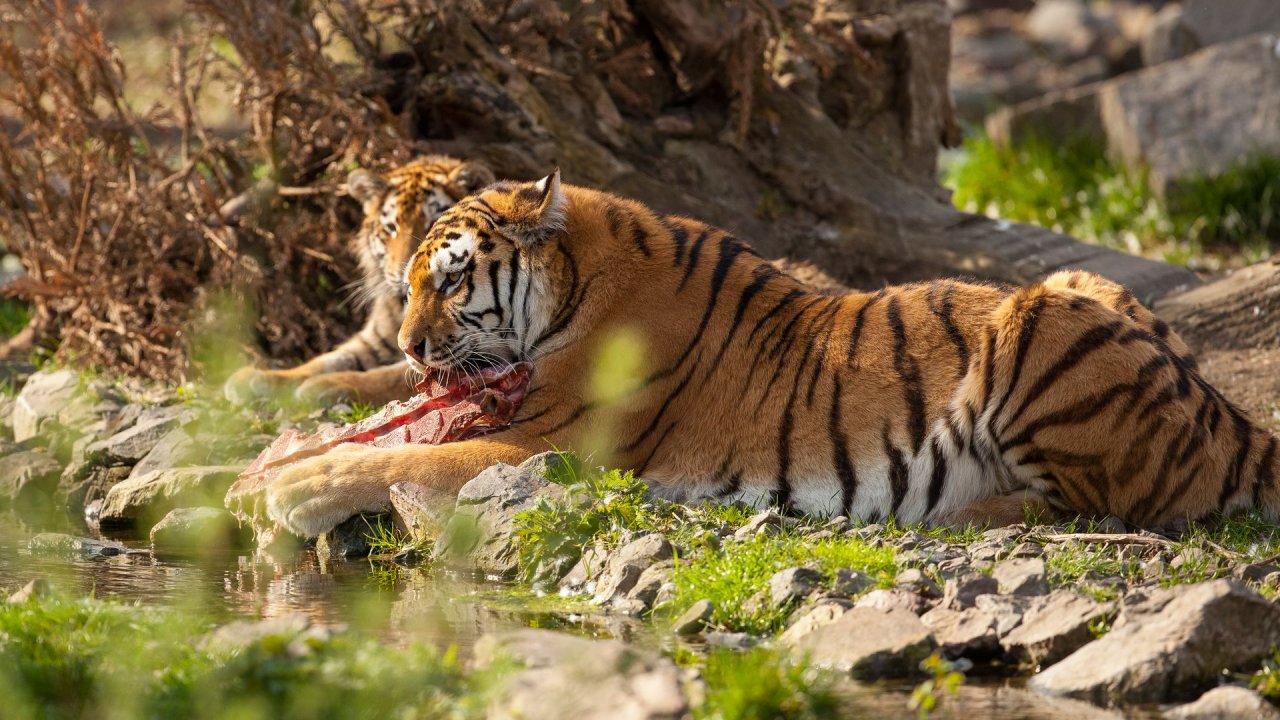 Zoo Duisburg-2017-110