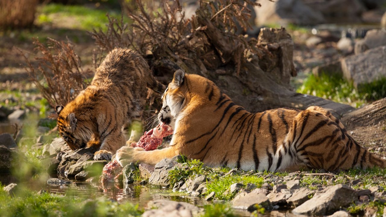 Zoo Duisburg-2017-111