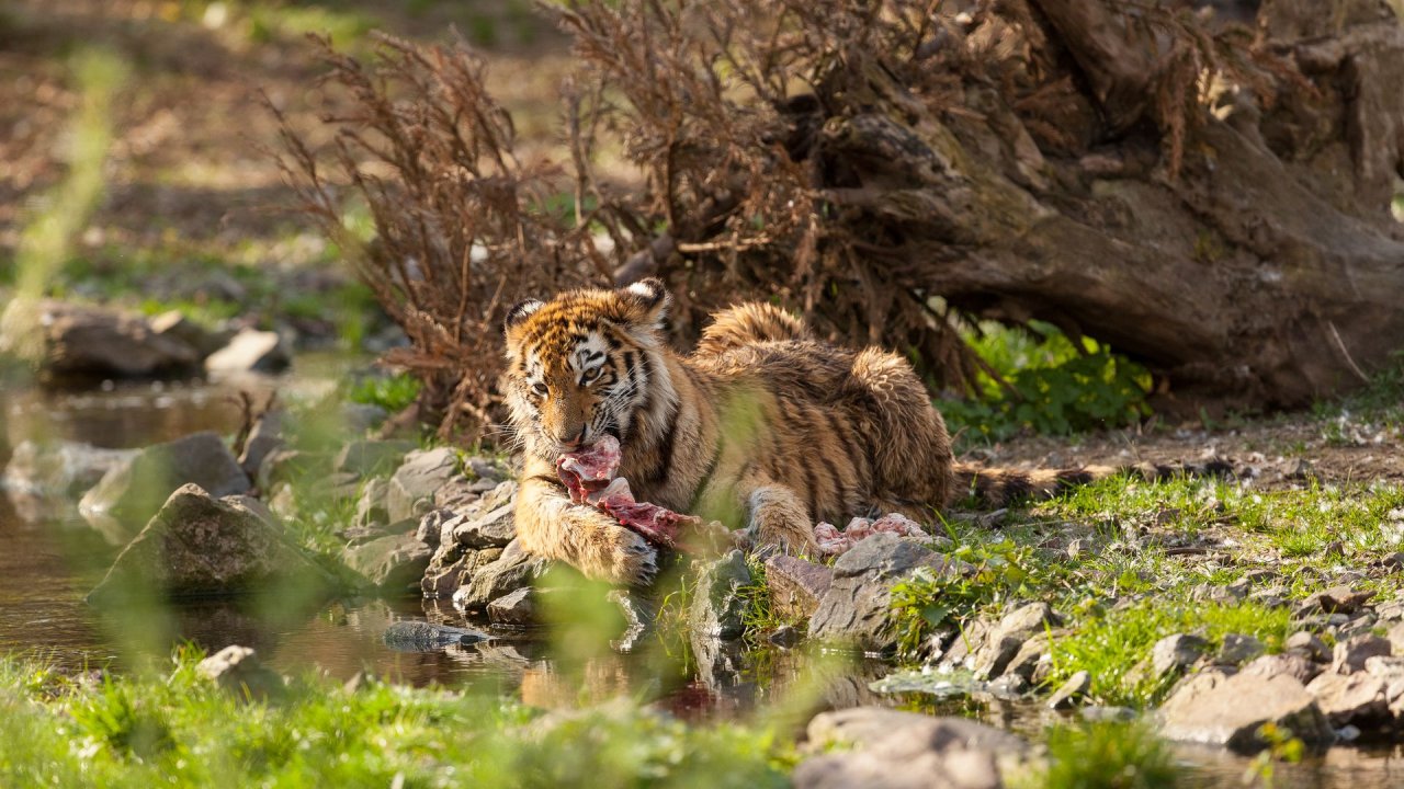 Zoo Duisburg-2017-112