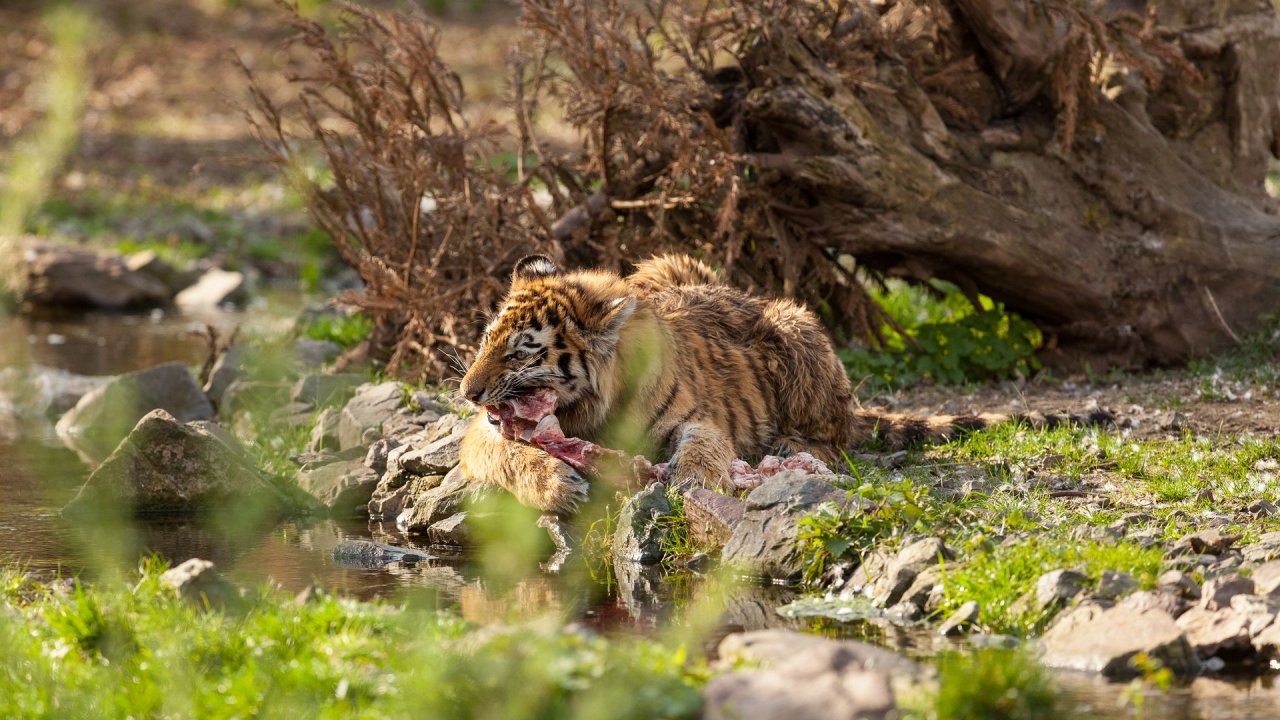 Zoo Duisburg-2017-113
