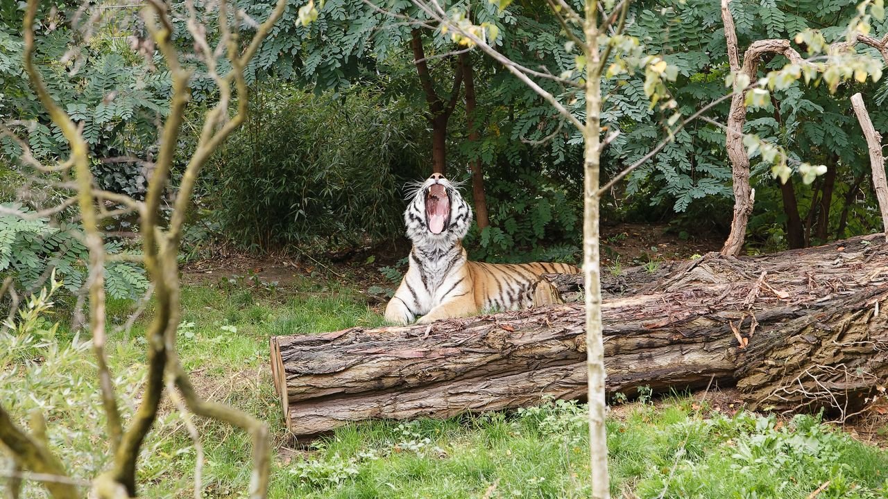 zoo duisburg 2019