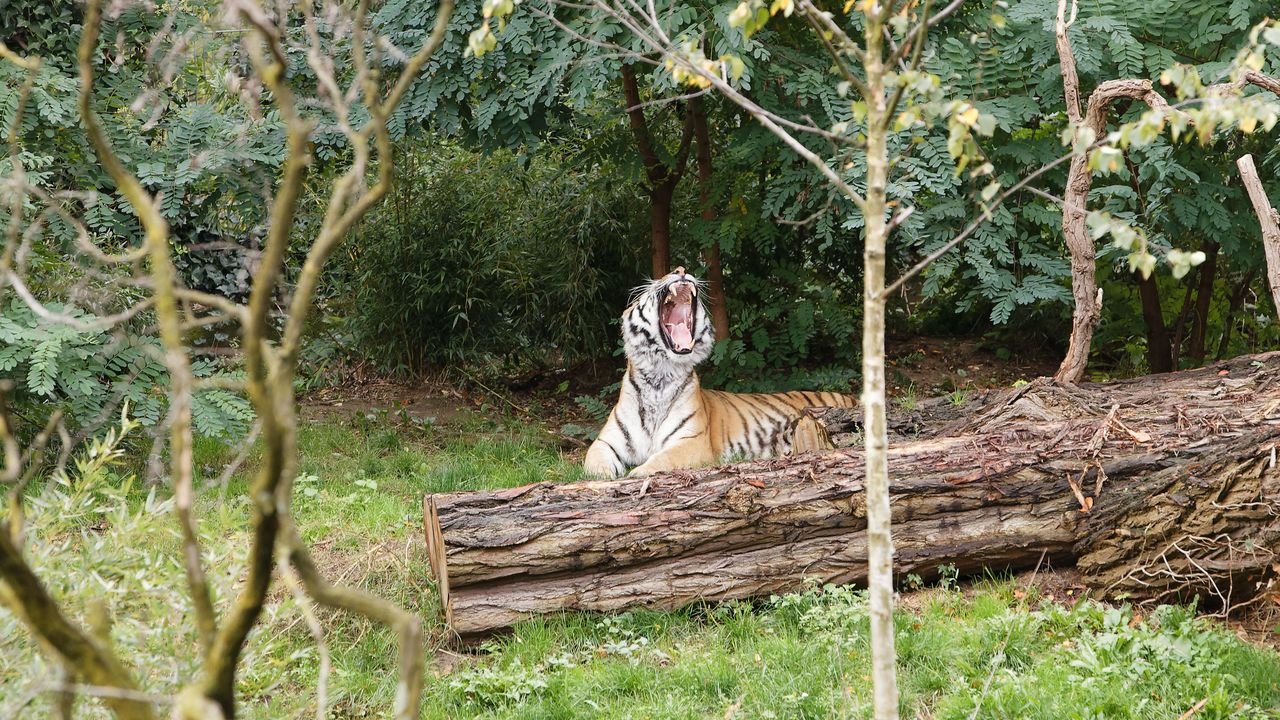 zoo duisburg 2019