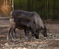 zoo duisburg 2019 zoo duisburg 2019