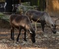 zoo duisburg 2019