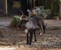 zoo duisburg 2019 zoo duisburg 2019