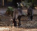 zoo duisburg 2019 zoo duisburg 2019