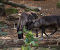 zoo duisburg 2019 zoo duisburg 2019