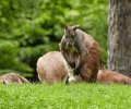 zoo duisburg 2021 zoo duisburg 2021