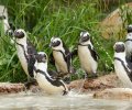 zoo duisburg 2021 zoo duisburg 2021
