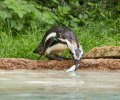 zoo duisburg 2021 zoo duisburg 2021