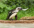 zoo duisburg 2021 zoo duisburg 2021
