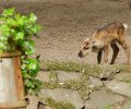 zoo duisburg 2021 zoo duisburg 2021