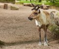 zoo duisburg 2021 zoo duisburg 2021