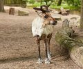 zoo duisburg 2021 zoo duisburg 2021
