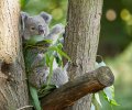 zoo duisburg 2021 zoo duisburg 2021