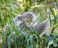 zoo duisburg 2021 zoo duisburg 2021