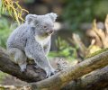 zoo duisburg 2021 zoo duisburg 2021