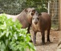 zoo krefeld 2021